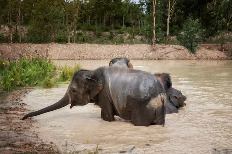 Chiang Mai: Ethical Elephant Encounter Feeding Program - Experience Highlights