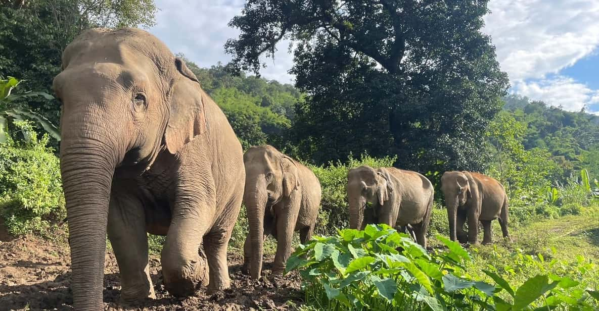 Chiang Mai: Ethical Elephant Sanctuary Day Tour & Lunch - Itinerary Highlights