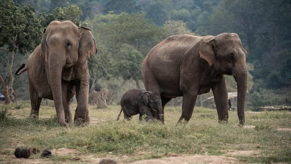 Chiang Mai: Half Day Elephant Care Program - Thai Lunch and Fruit