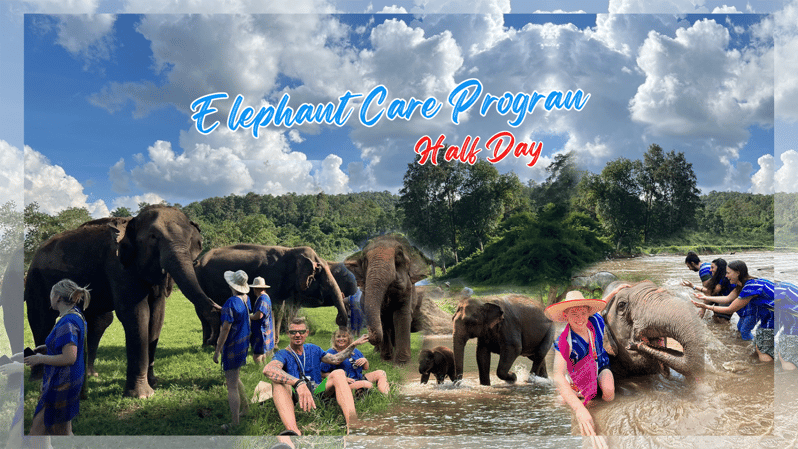 Chiang Mai: Half Day Elephant Care Program - Interaction With Elephants