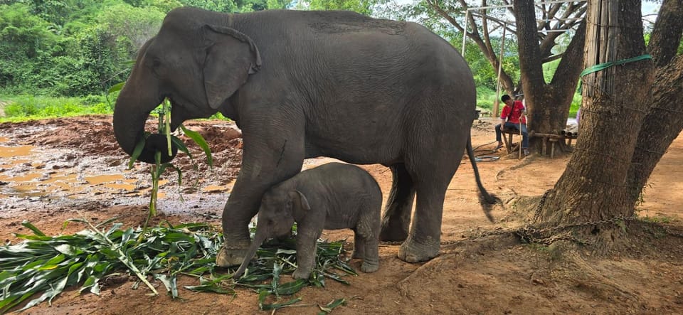 Chiang Mai: Half Day Elephant Eco Park Tour - Logistics and Pickup Information