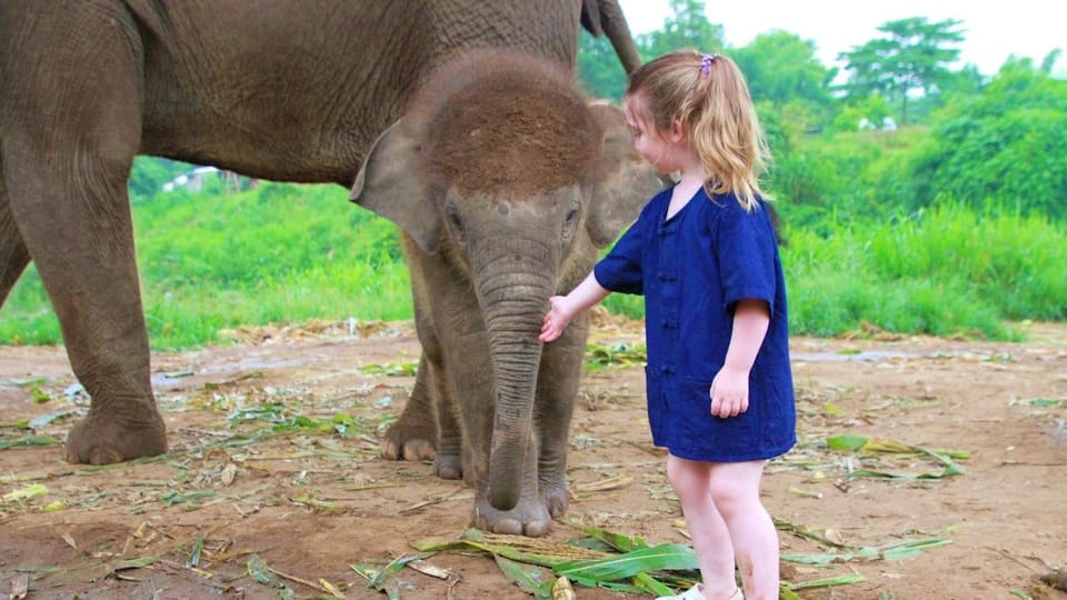 Chiang Mai: Half Day Living Green Elephant Sanctuary - Highlights and Experience