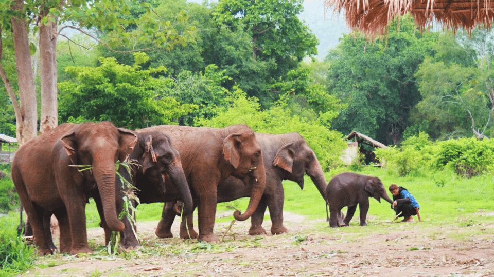 Chiang Mai: Half Day Living Green Elephant Sanctuary - Frequently Asked Questions