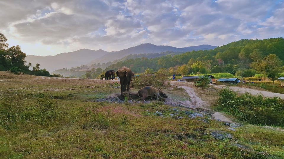 Chiang Mai: Living Green Elephant Sanctuary & Intanon Hiking - Pricing and Inclusions