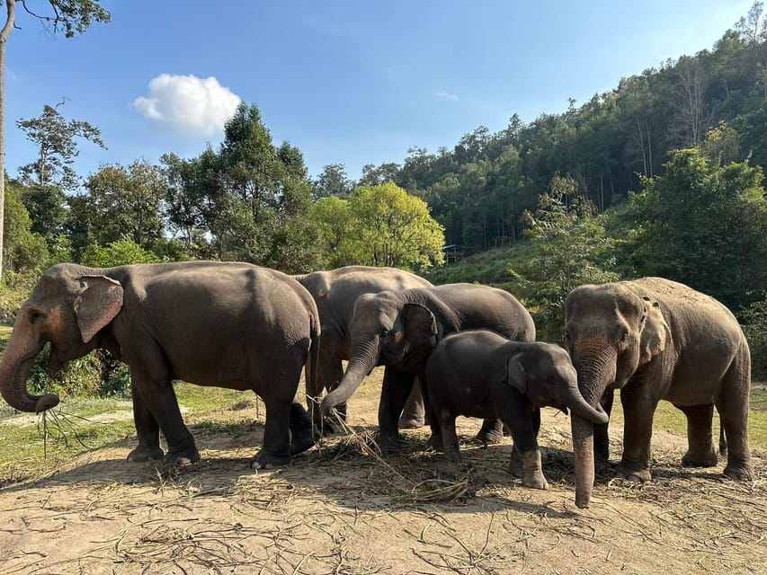 Chiang Mai: Waterfall, Elephant Sanctuary, and Rafting Tour - Itinerary and Activities