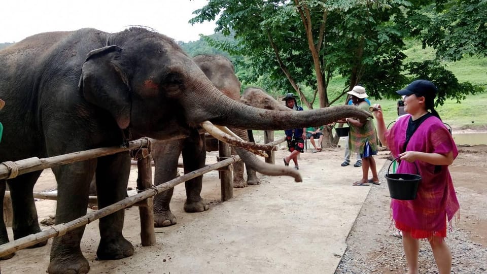 Chiang Mai : Whitewater Rafting + Elephant Care - Whitewater Rafting Adventure