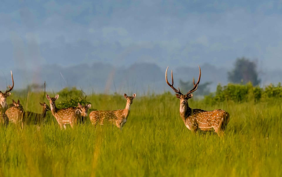 Chitwan: 2-Night Safari Tour With Jeep Tour and Jungle Walk - Travel and Transportation