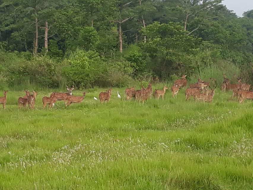 Chitwan: 4-Day Chitwan National Park Tiger Safari Tour - Daily Itinerary