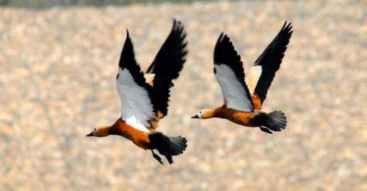 Chitwan National Park Untouched Side Bird Watching From Madi - Diverse Bird Species