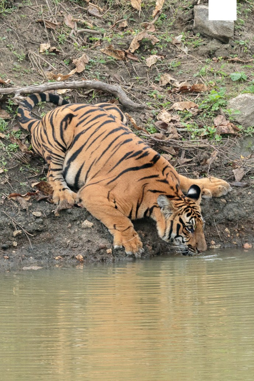 Chitwan Tour-Rhino Safari in Nepal - Whats Included