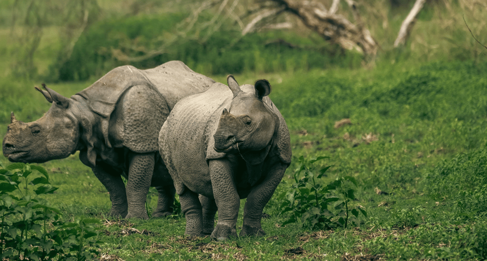 Chitwan Tour-Rhino Safari in Nepal - Travel Tips