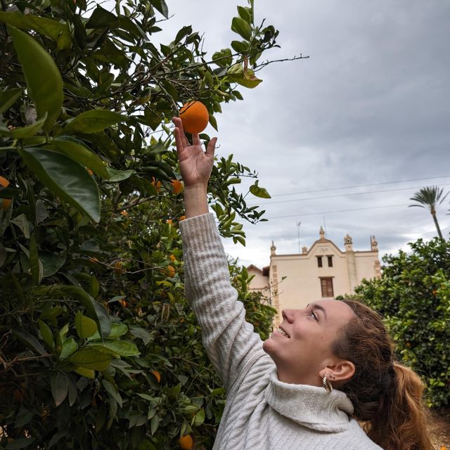 Citrus Treasures: Exploring Valencias Orange Grove - Experience Highlights