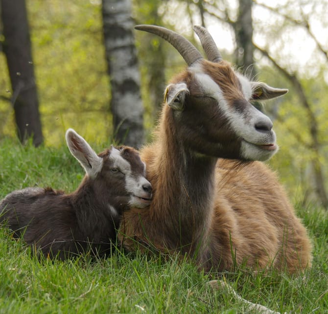 Climb the Mountains Together With Goats - Booking Information