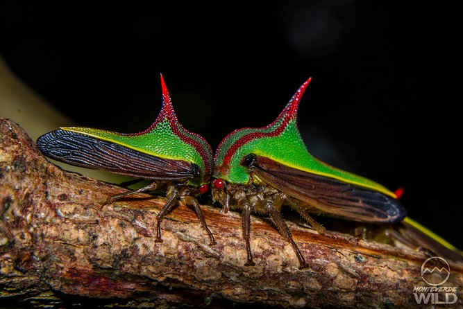 Cloud Forest Night Walk in Monteverde -Monteverde Wild- - Guided Night Walk Details