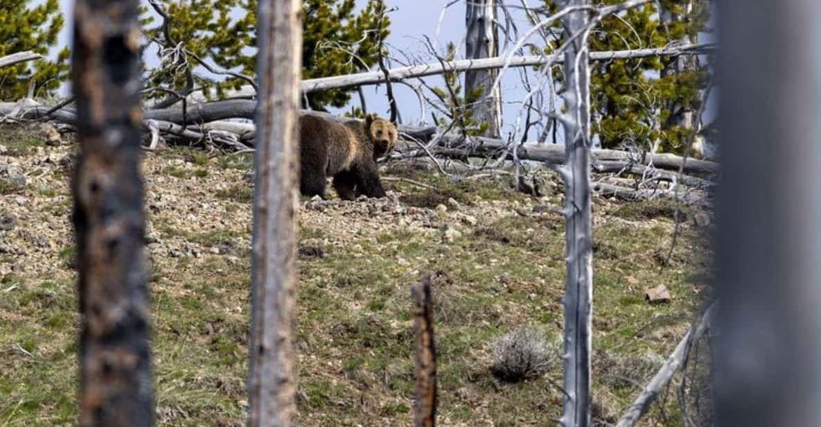 Cody: Yellowstone the Volcano All-Inclusive Lower Loop Tour - Experience the Geothermal Wonders