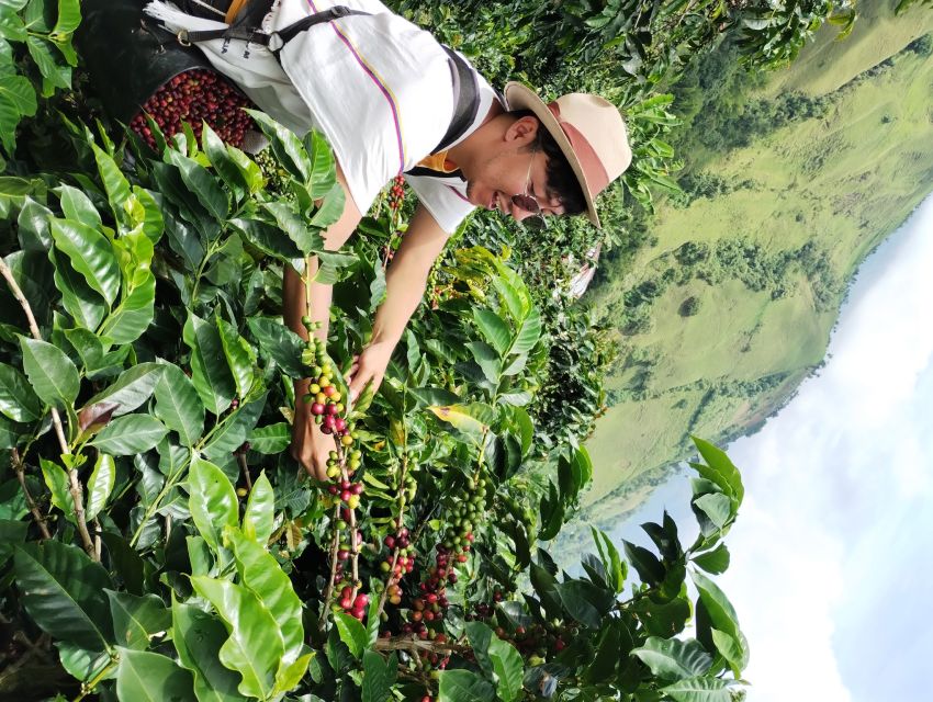 Coffee Region Colombia: Authentic Coffee Experiences - Highlights of the Tour