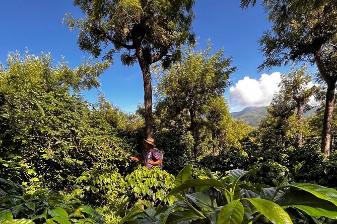 Coffee Tour in Sacatepéquez With Tasting - Tour Highlights