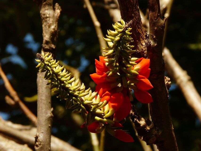 Colombia: Being a Collector of Wild Edible Plants - Cultural Significance in Colombia