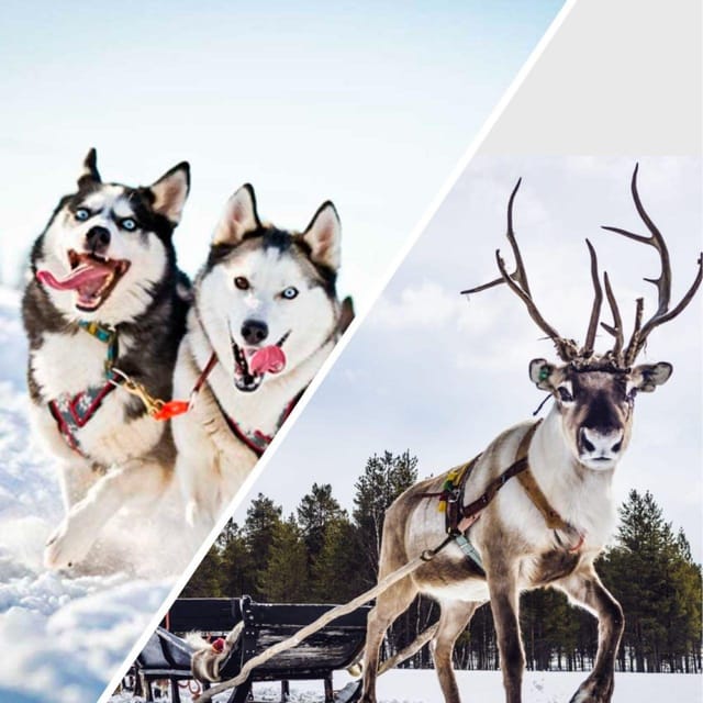 Combo TourHusky and Reindeer Sledding Ride in Levi - Pricing Details