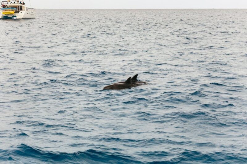 Corralejo: Lobos Island Catamaran Tour With Drinks & Snorkel - Itinerary Highlights