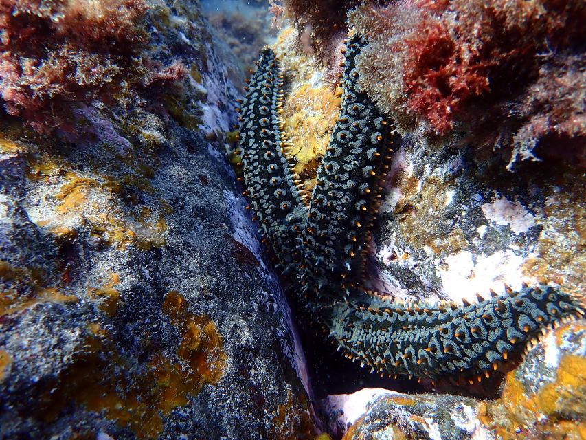 Costa Teguise: Snorkeling Tour With Instructor & Equipment - Included Experiences