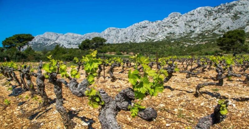 Coteaux D'aix: Sainte-Victoire Wine Tour & Cézanne Mill Visit - Itinerary and Experience