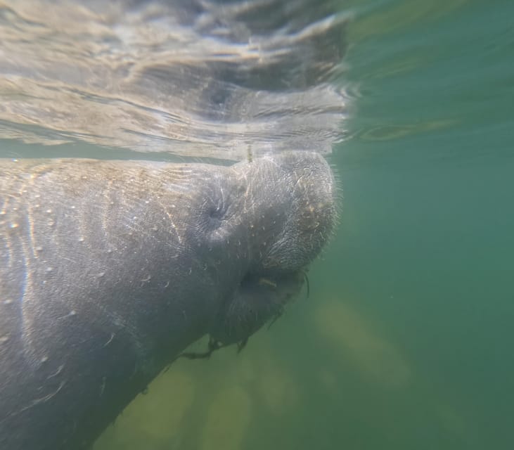 Crystal River: Guided Manatee Snorkeling Tour - Experience Details