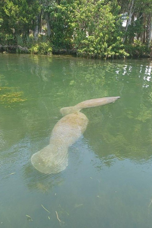 Crystal River: Manatee Snorkel With In-Water Guide - Pricing and Reservation