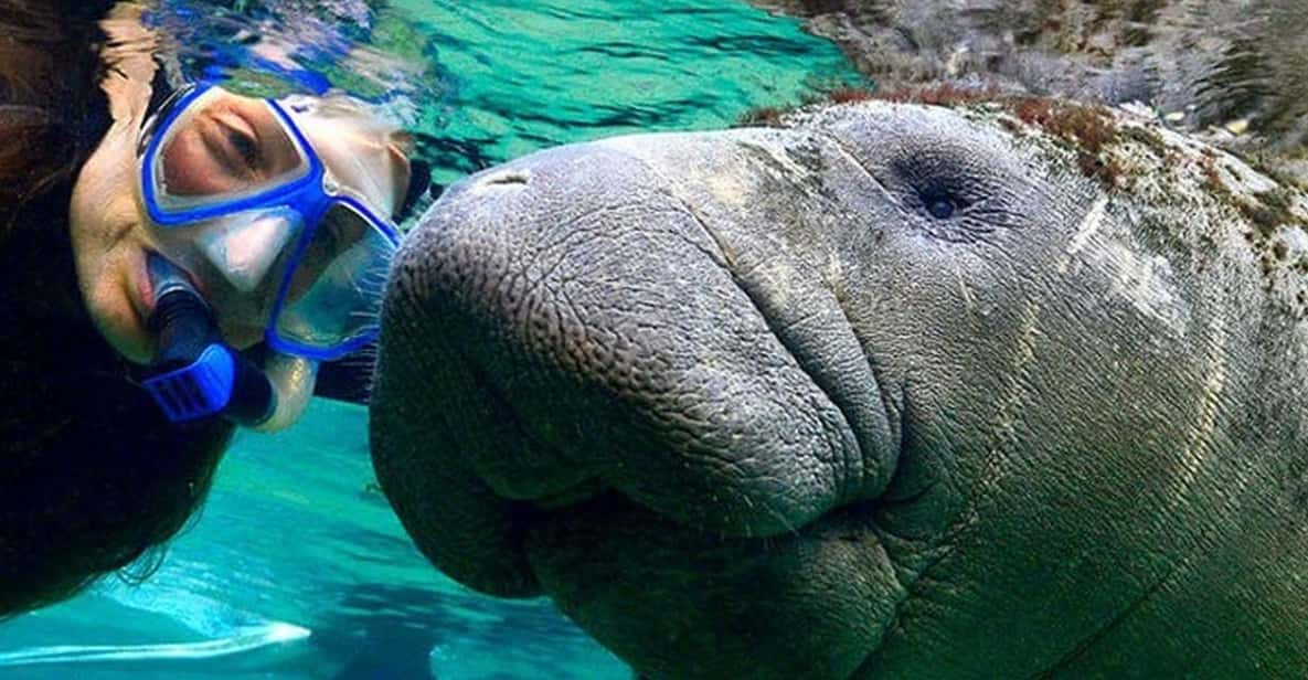 Crystal River: Swim and Snorkel With Manatees Tour - Experience Highlights