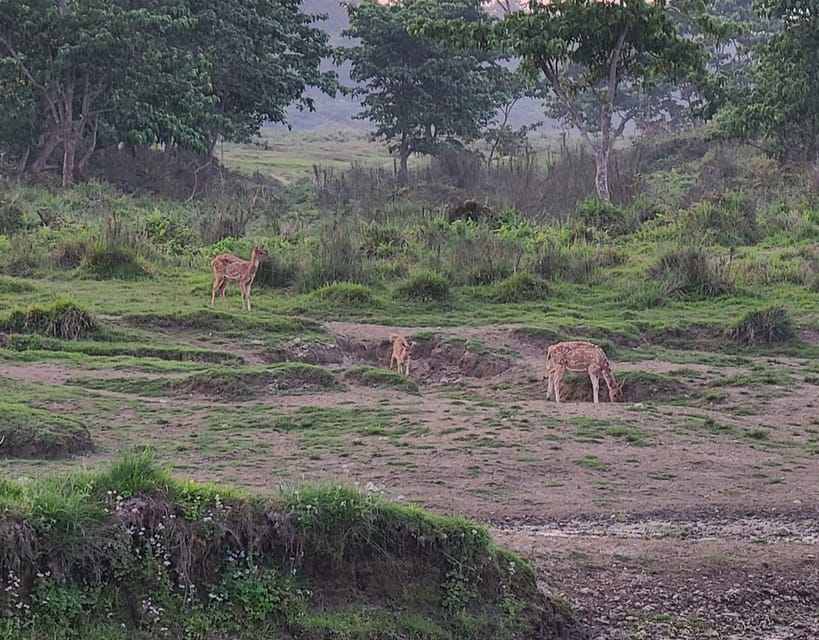 Cultural Tour With Chitwan Jungle Safari - Experience Highlights