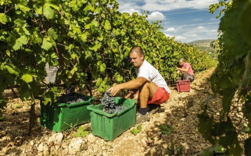 Dalmatian Delights: Food & Wine Tour From Split or Trogir - Itinerary Highlights
