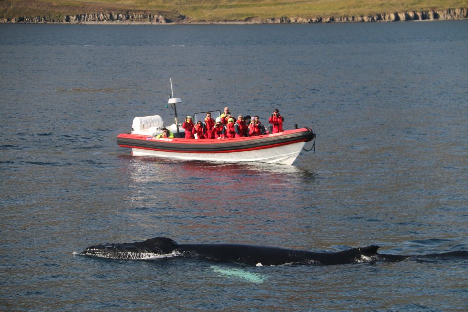 Dalvík: Whale Watching Speedboat Tour - Wildlife Encounter Highlights