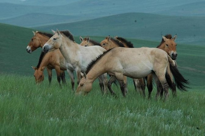Day Tour of Hustai National Park - Itinerary Details