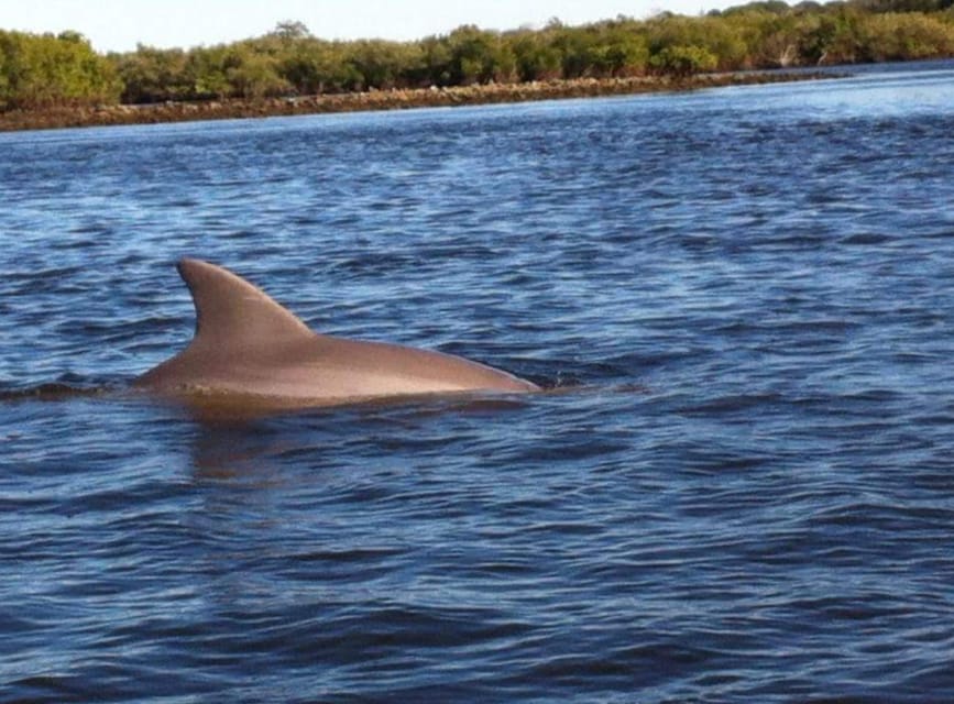 Daytona/New Smyrna Beach: Unforgettable Kayak Wildlife Tours - Exploring the Local Ecosystem