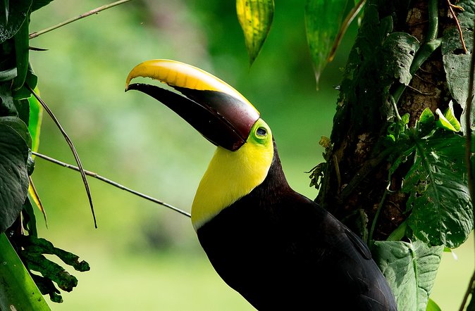 Deluxe Private Bird Watching Tour | Manuel Antonio - Bird Species Spotlight