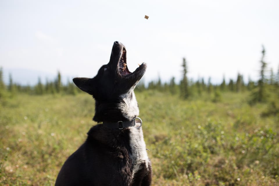 Denali: 1 Hour Tundra Walk With Free Running Sled Dogs - Experience Details