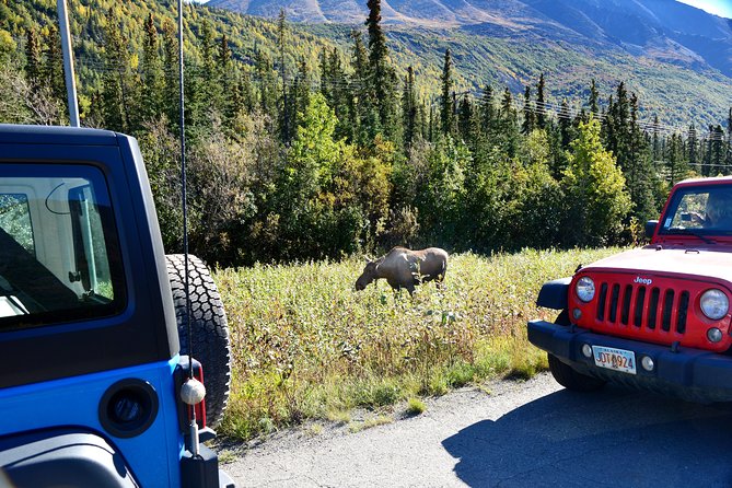 Denali Highway Jeep Excursion - Wildlife Viewing Opportunities