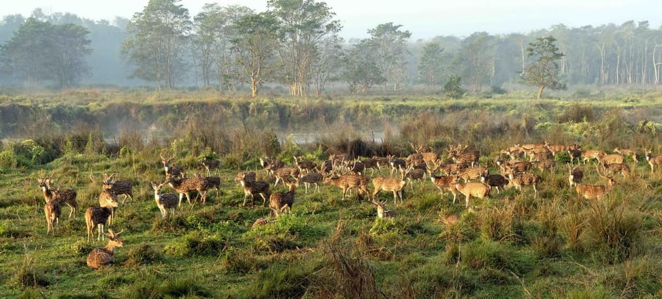 Discover World Heritage Site and Chitwan National Park Tour - Detailed Itinerary