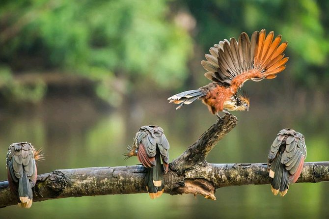 Dive Into the Heart of the Wild at Caiman Eco-Lodge Cuyabeno! - Diverse Guest Experiences