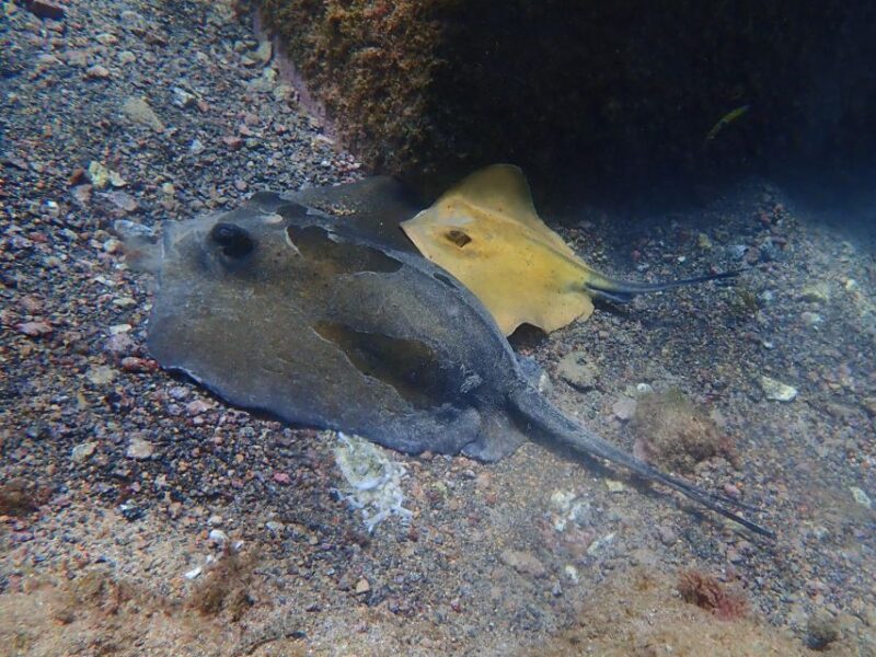 Diving at Lanzarote - 2 Guided Dives for Certified Divers - Booking and Cancellation Policies