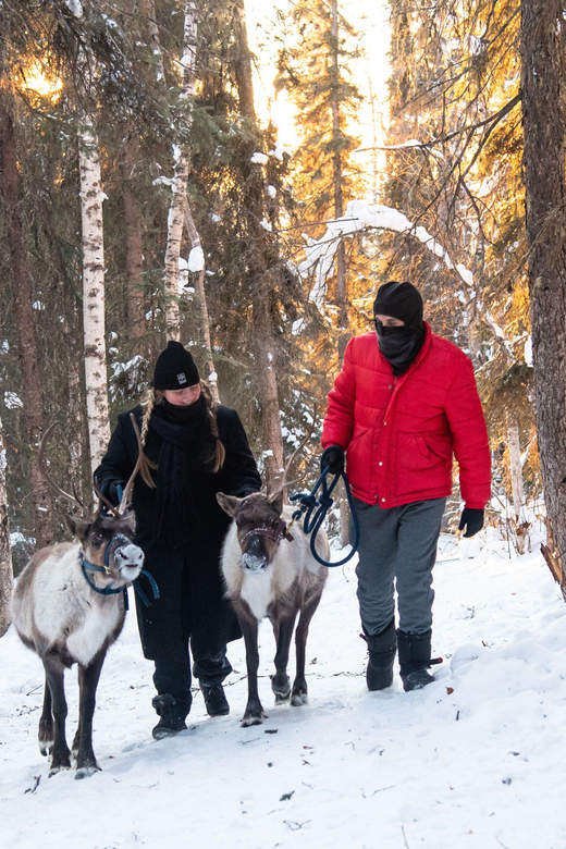 Dogsled and Reindeer Day Trip to Borealis Basecamp - Pricing Information