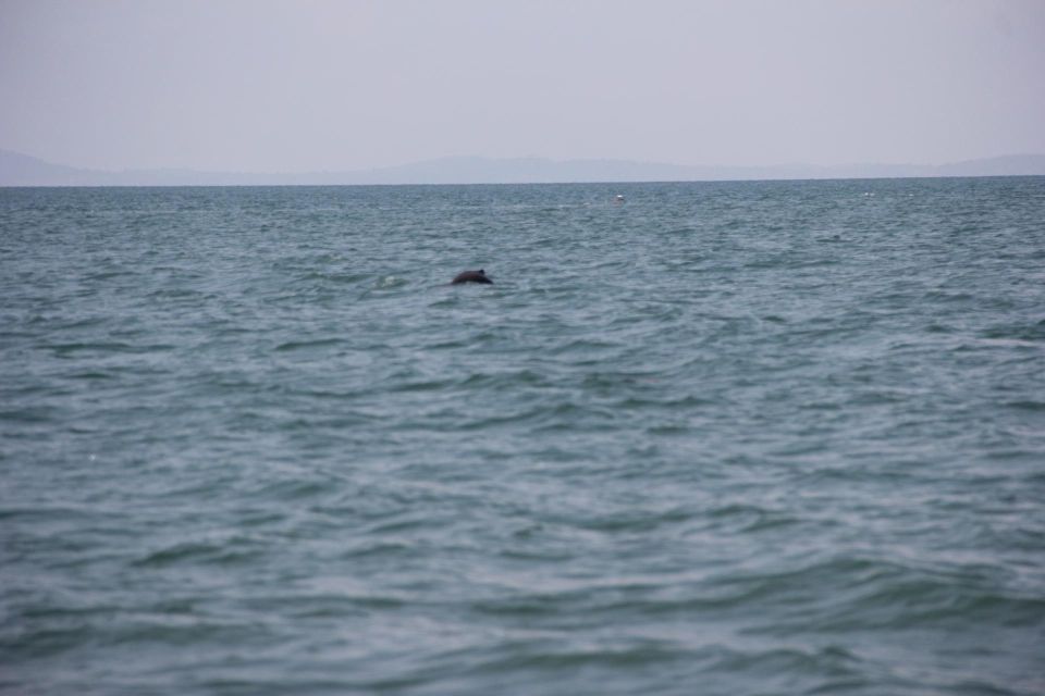 DOLPHIN COASTAL EXPEDITION by Discovery Center, Kep West - How to Book