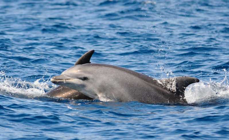 Dolphin Kayak Safari at Sunset at Golfo Aranci - Experience Highlights