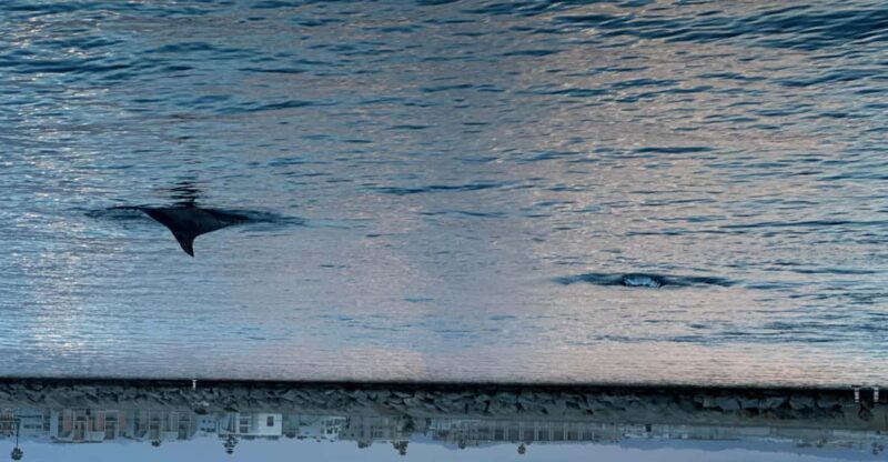 Dolphin Sightings Tour - Price and Duration