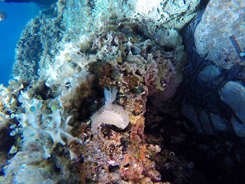 Dubrovnik: 1-Day Discover Scuba Diving Course - Course Details