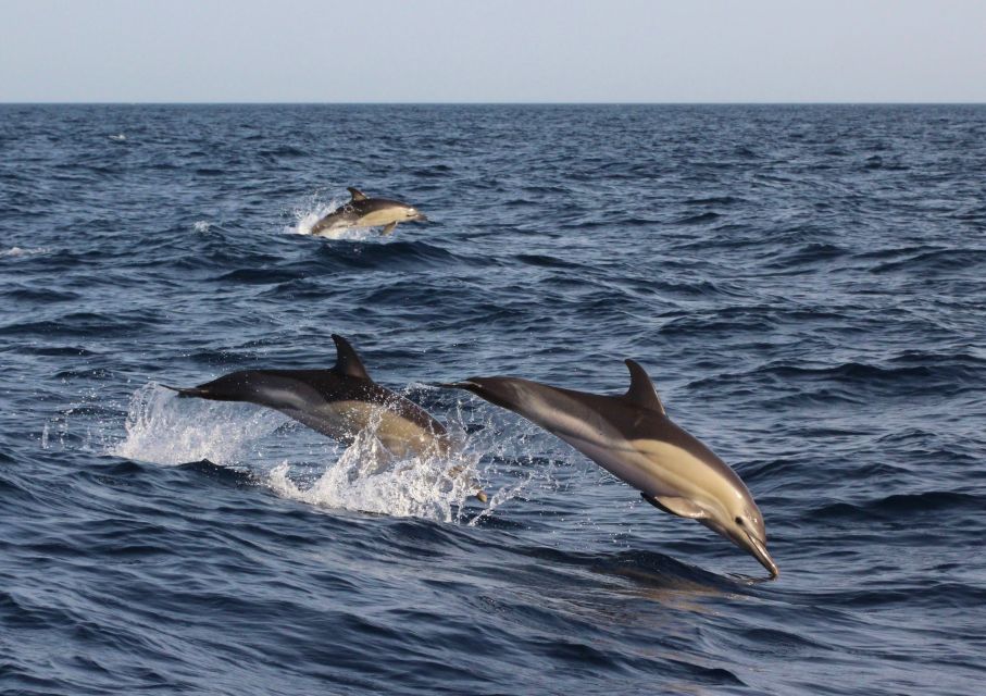 Dumaguete: Dolphin Watching & Manjuyod Sandbar Private Tour - Itinerary Details