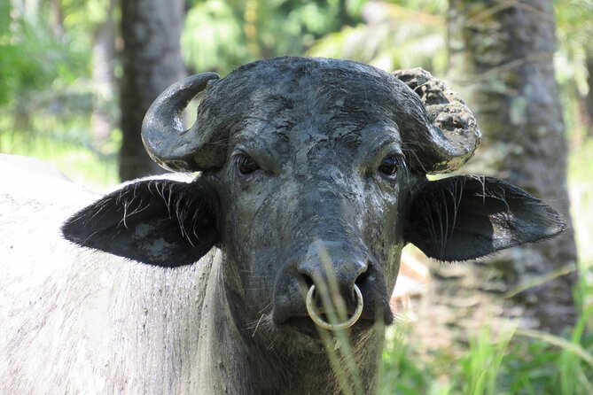 Eco Farm Tour & Water Buffalos - Sustainable Farming Practices