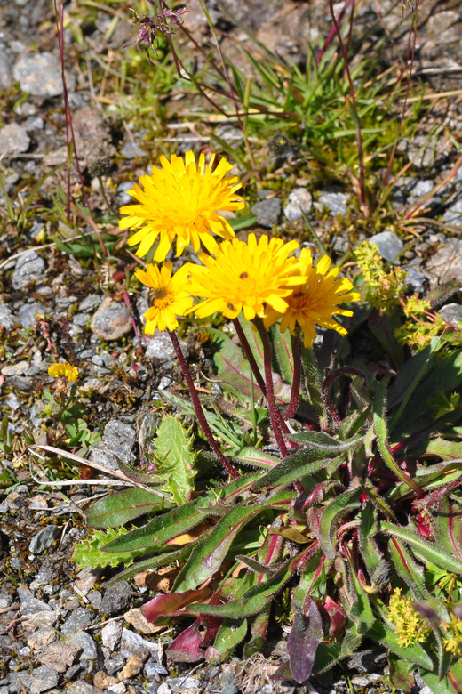 EDIBLE SPONTANEOUS PLANTS - Benefits of Foraging Experiences