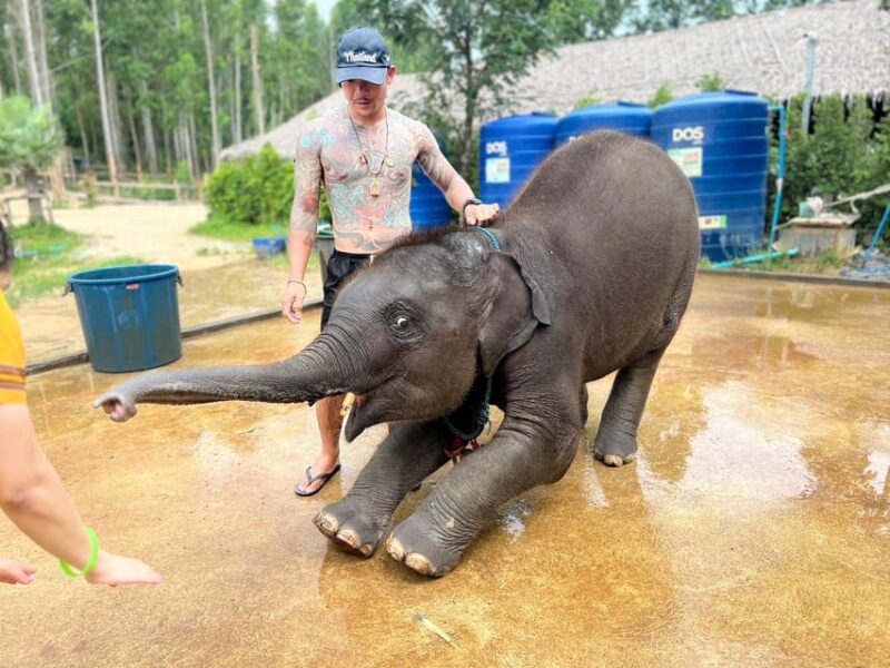 Elephant Experience With Transfers and Thai Food Buffet - Itinerary Details