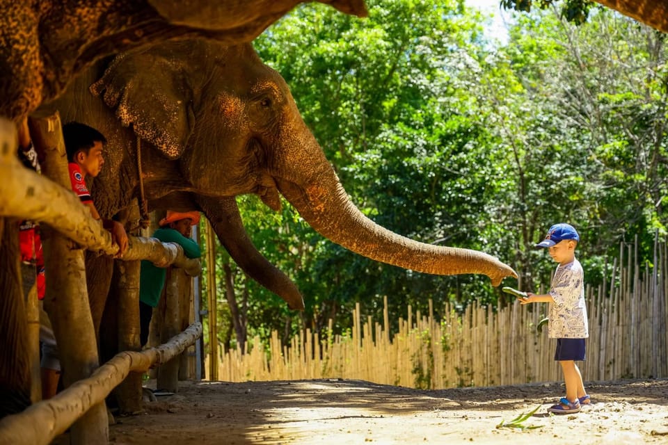 Elephant Feeding Program With Sea View (Feeding Only) - Experience Highlights